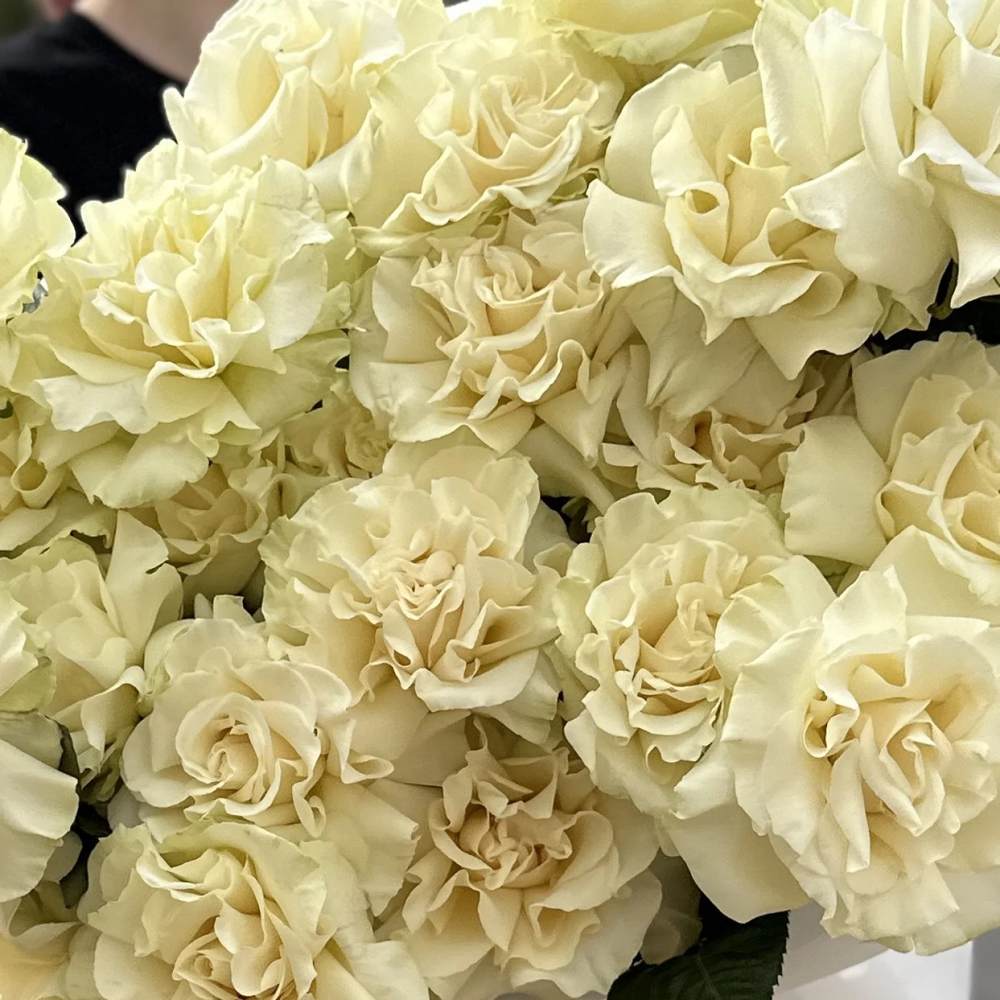 Французская белая роза 25 шт.