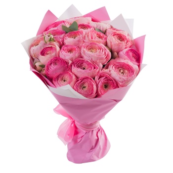 Букет 21 розового ранункулюса