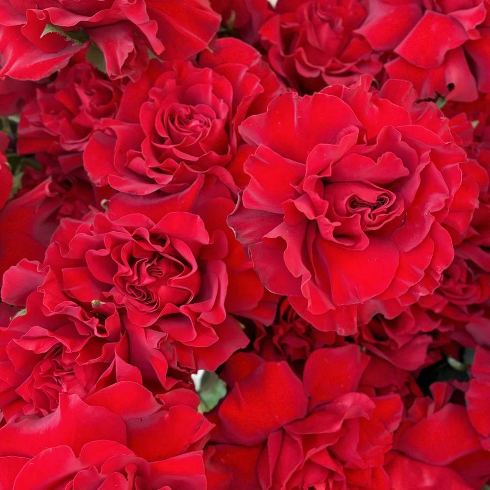 Французская красная роза 51 шт.