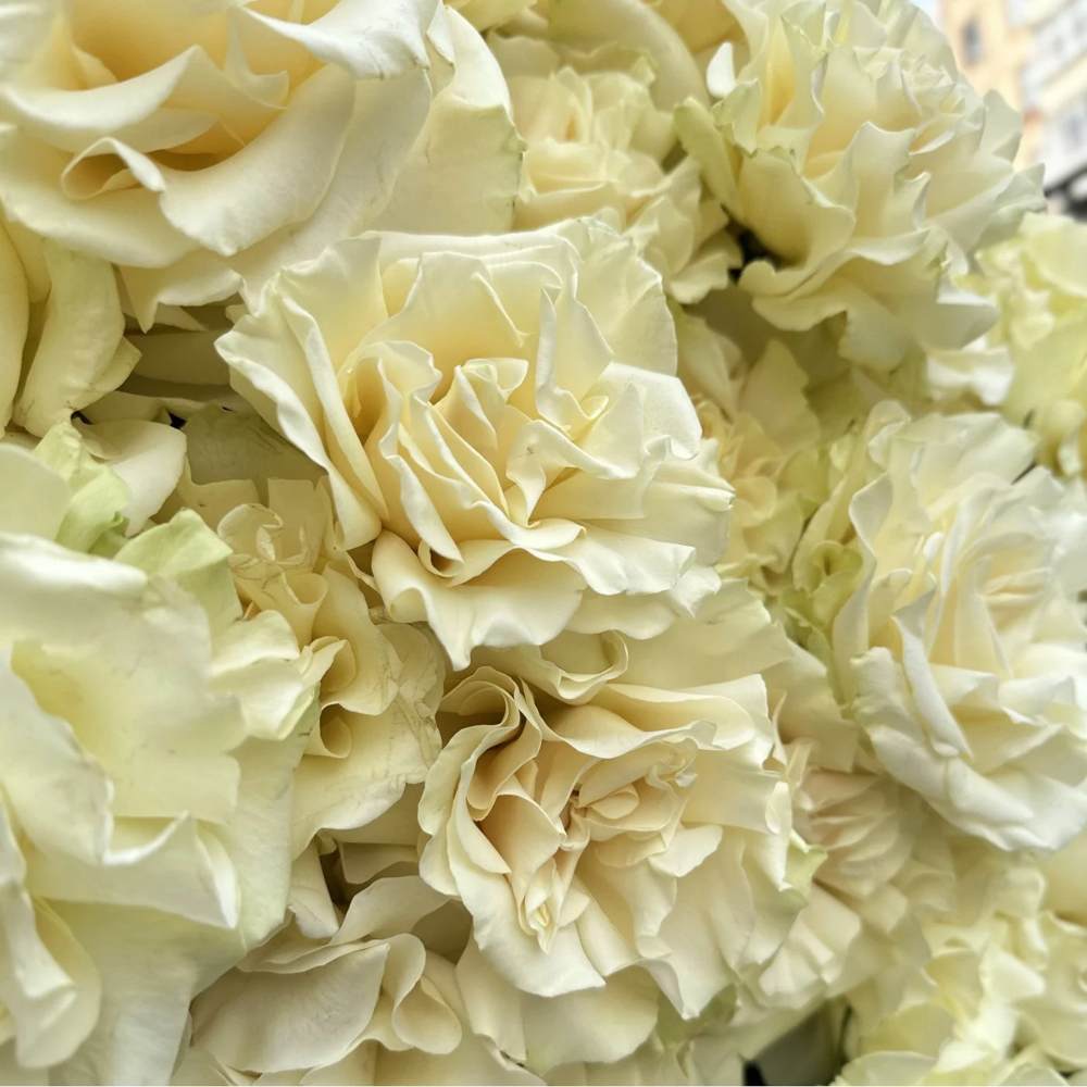 Французская белая роза 51 шт.