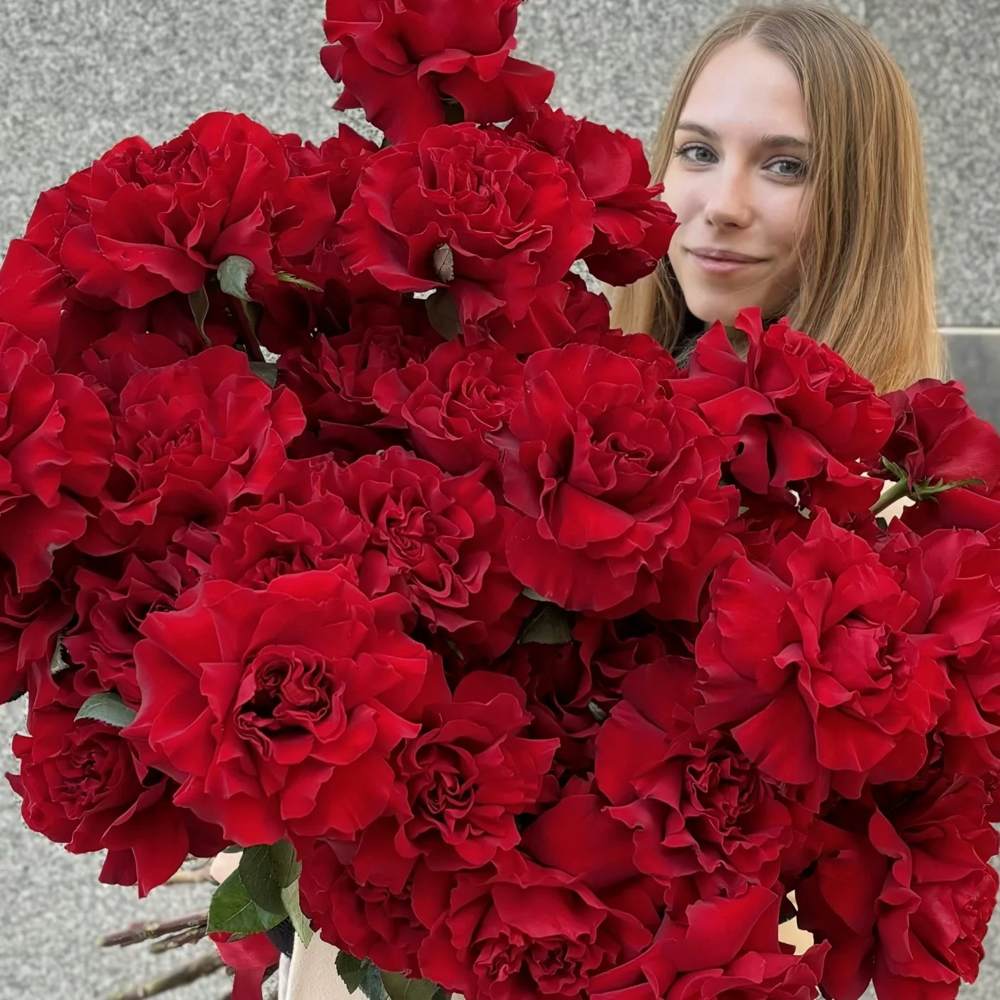 Французская красная роза 51 шт.