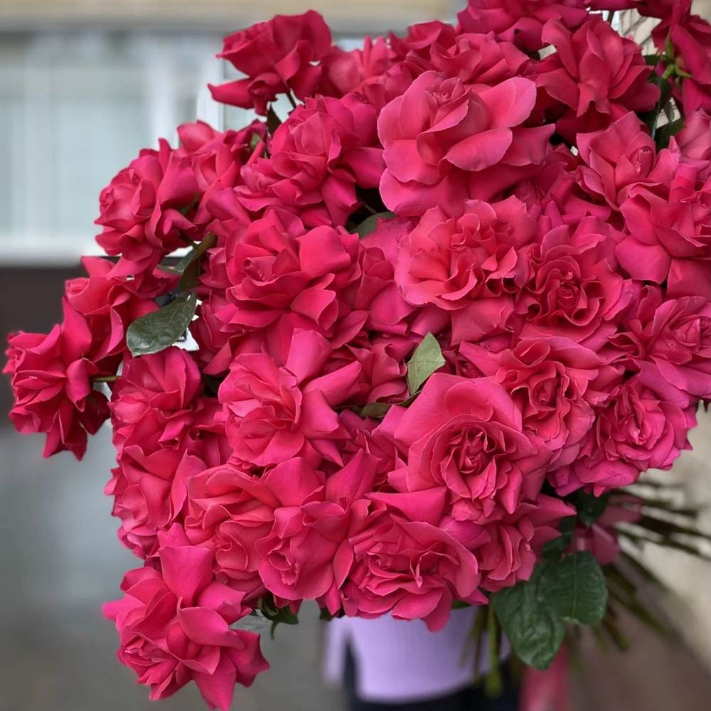 Французская малиновая роза 51 шт.