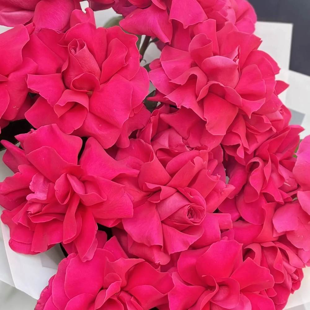 Французская малиновая роза 15 шт.