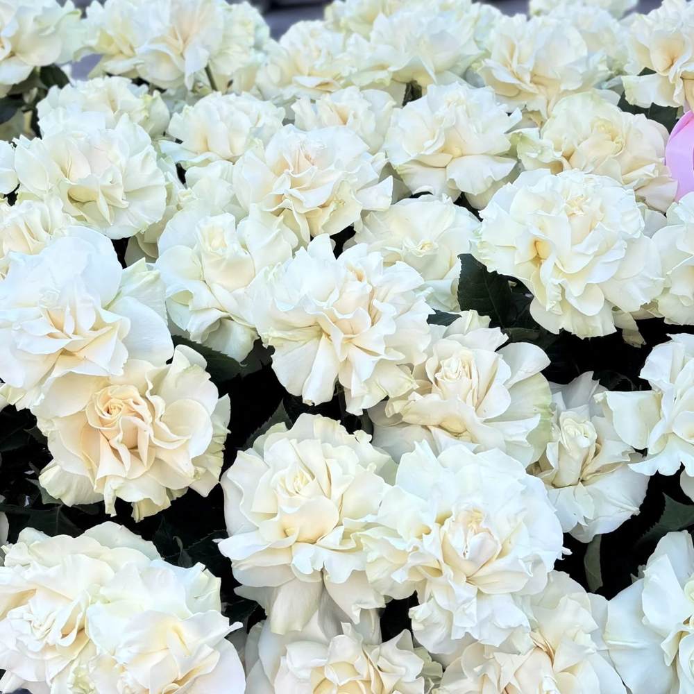 Французская белая роза в корзине 151 шт.