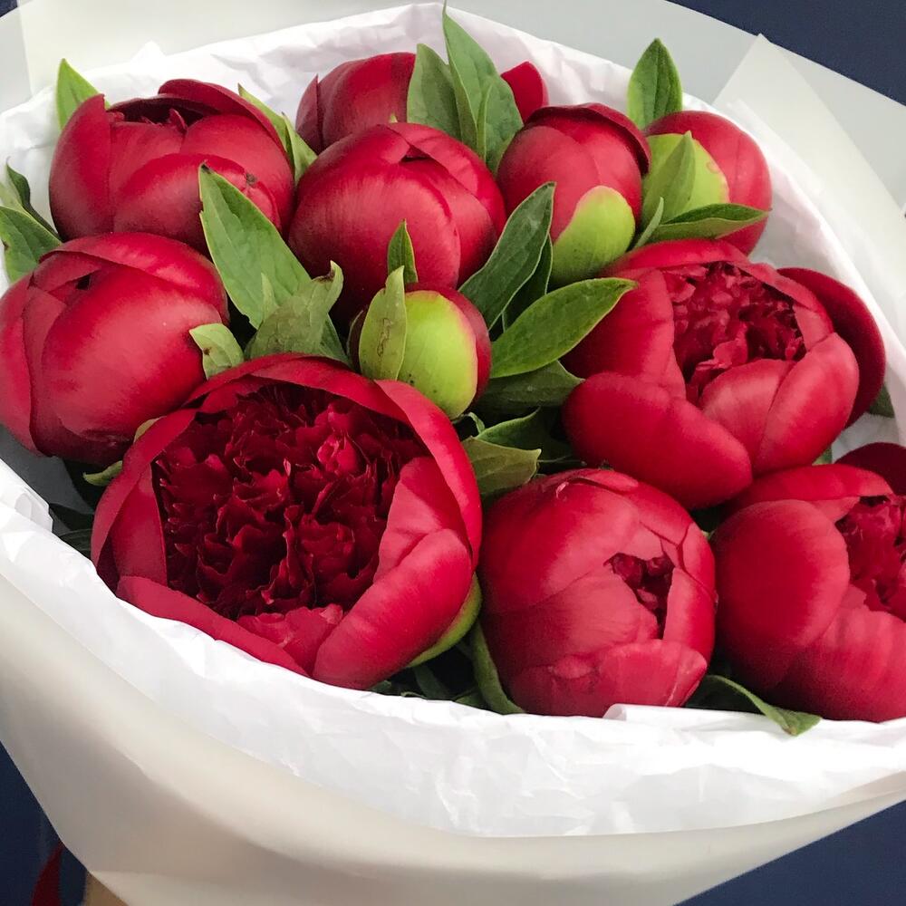 Букет из 11 бордовых пионов